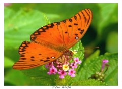 Wallpapers Animals Papillon de Guyane