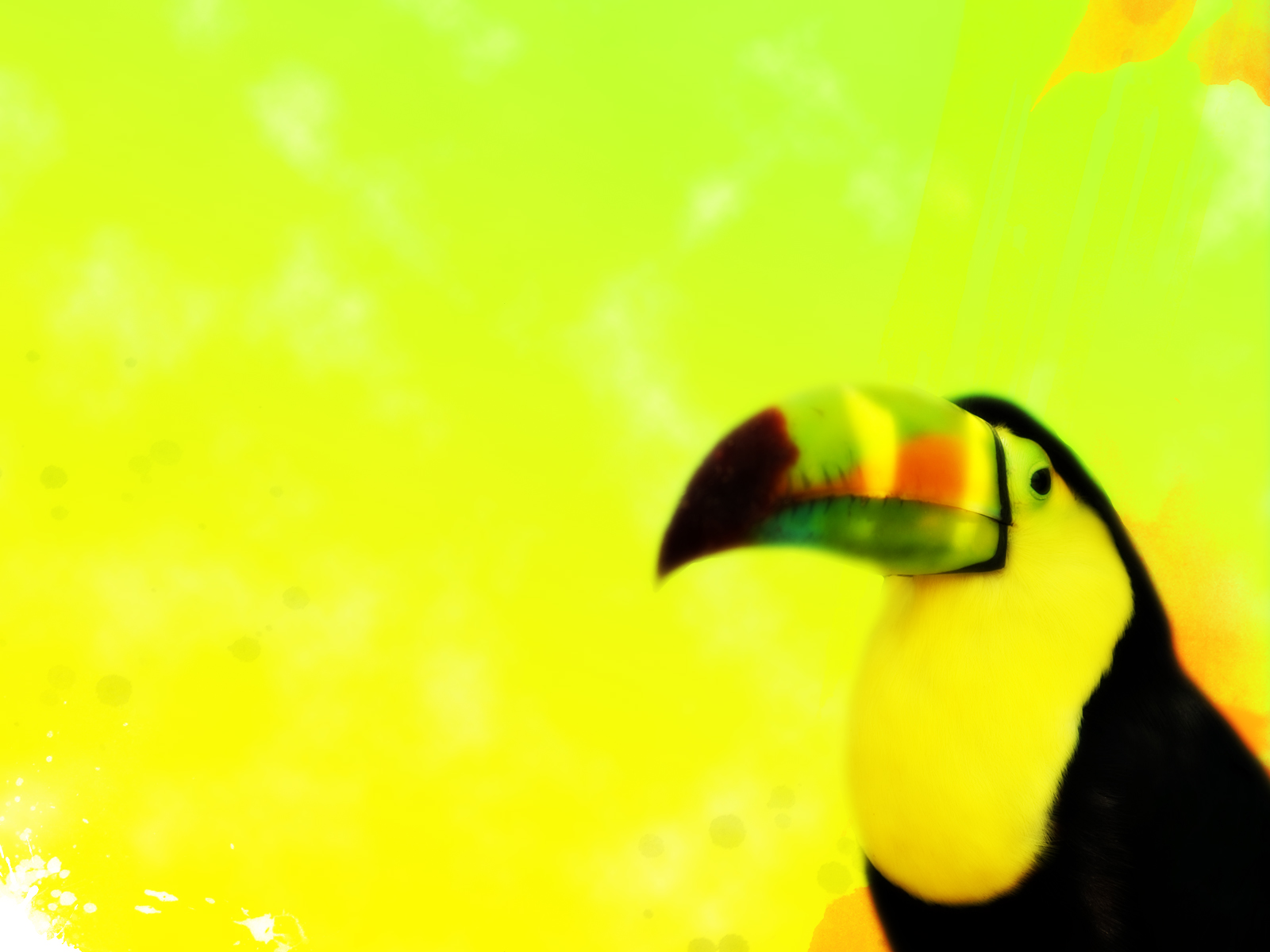 Fonds d'cran Animaux Oiseaux - Toucans toucan