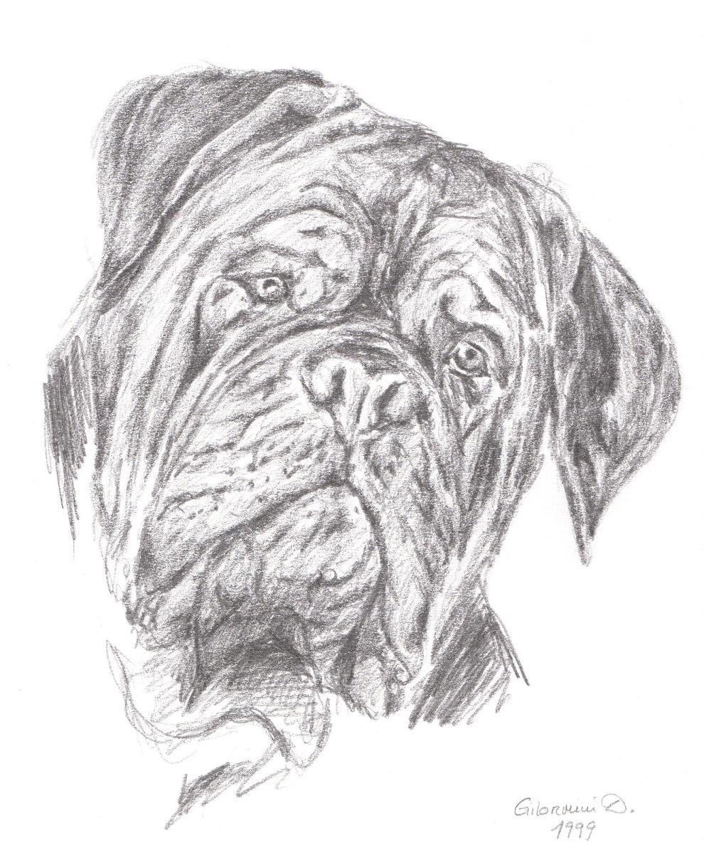 Wallpapers Art - Pencil Animals - Dogs Dogue De Bordeaux