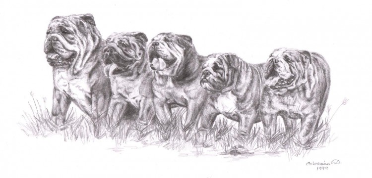 Wallpapers Art - Pencil Animals - Dogs Bouledogues Anglais