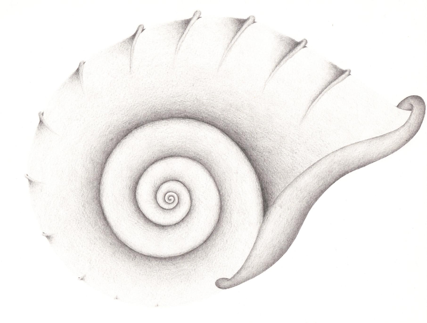 Fonds d'cran Art - Crayon Animaux - Divers Ammonite