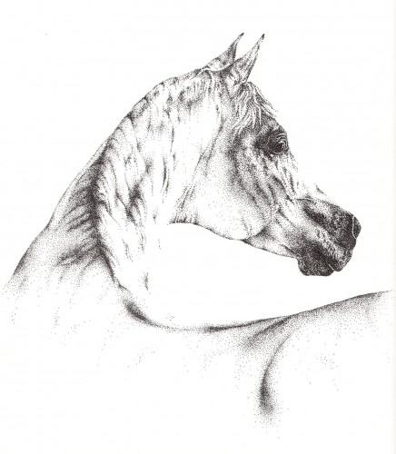 Fonds d'cran Art - Crayon Animaux - Chevaux Tatoo