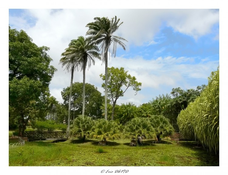 Fonds d'cran Nature Parcs - Jardins Jardin botanique de Cayenne