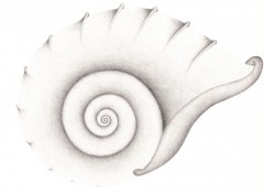 Wallpapers Art - Pencil Ammonite