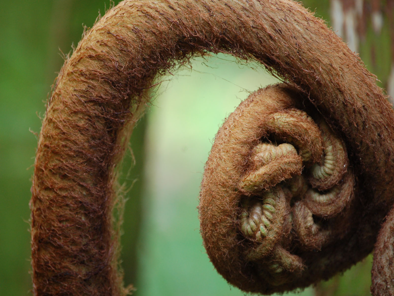 Fonds d'cran Nature Plantes - Arbustes naissance