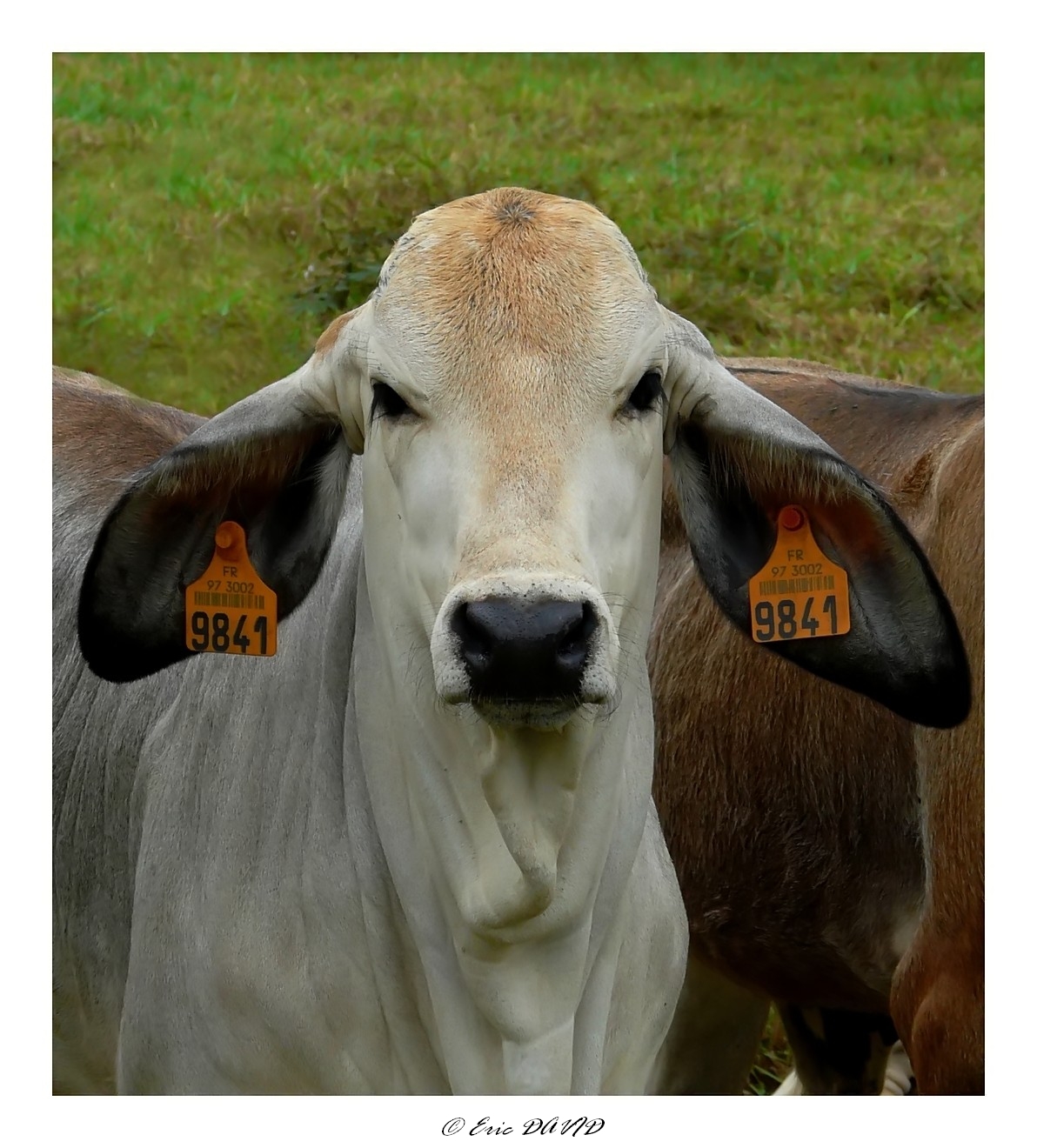 Fonds d'cran Animaux Vaches - Taureaux - Boeufs Matricule 9841