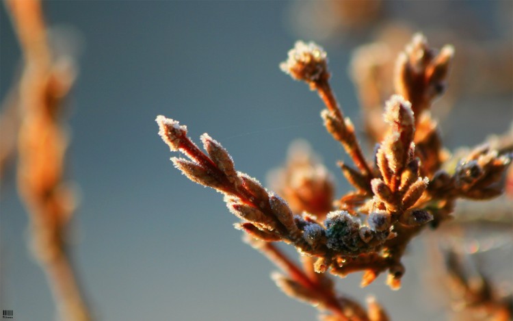 Wallpapers Nature Buds Bourgeons cristaliss