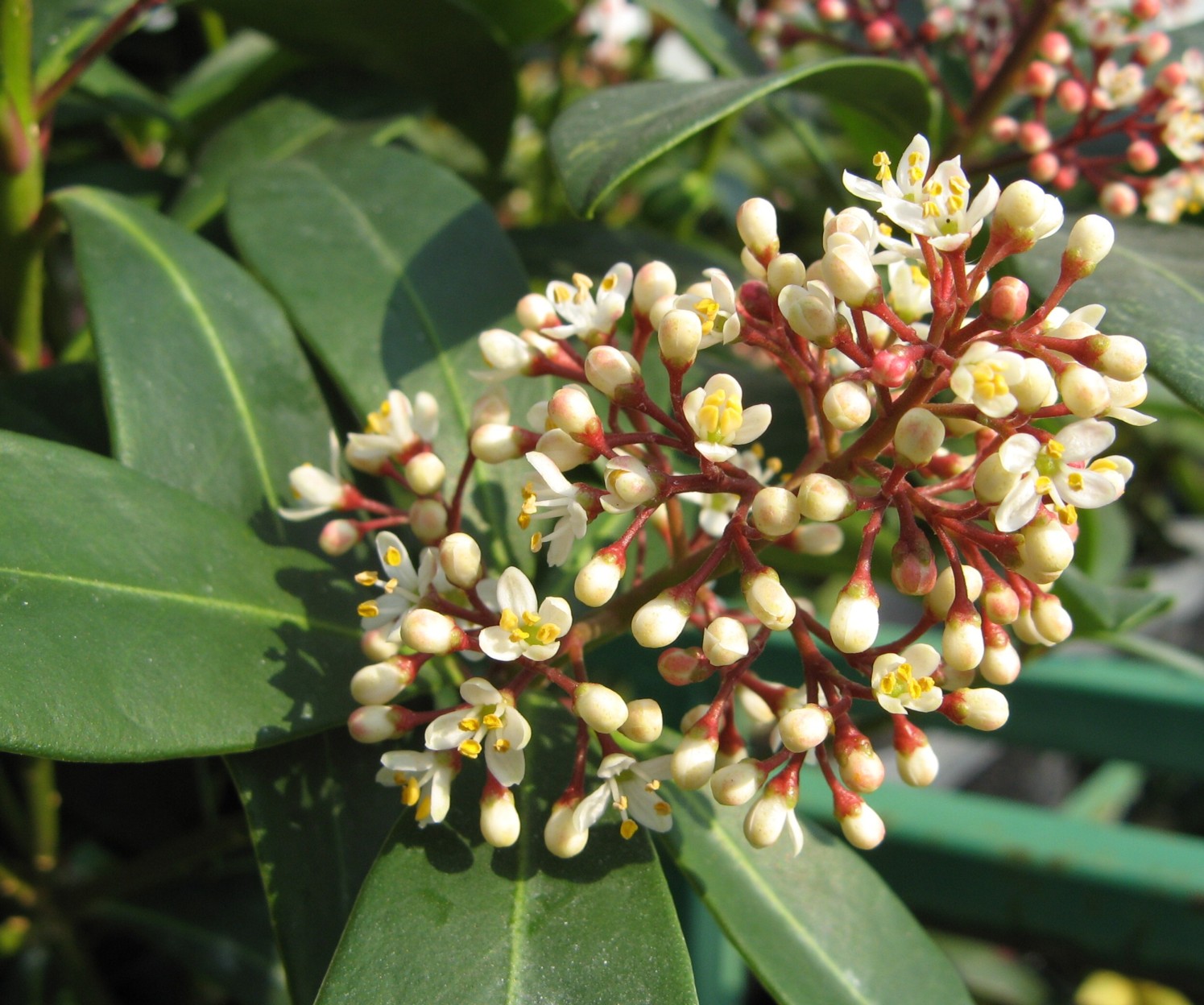 Fonds d'cran Nature Fleurs Skimia