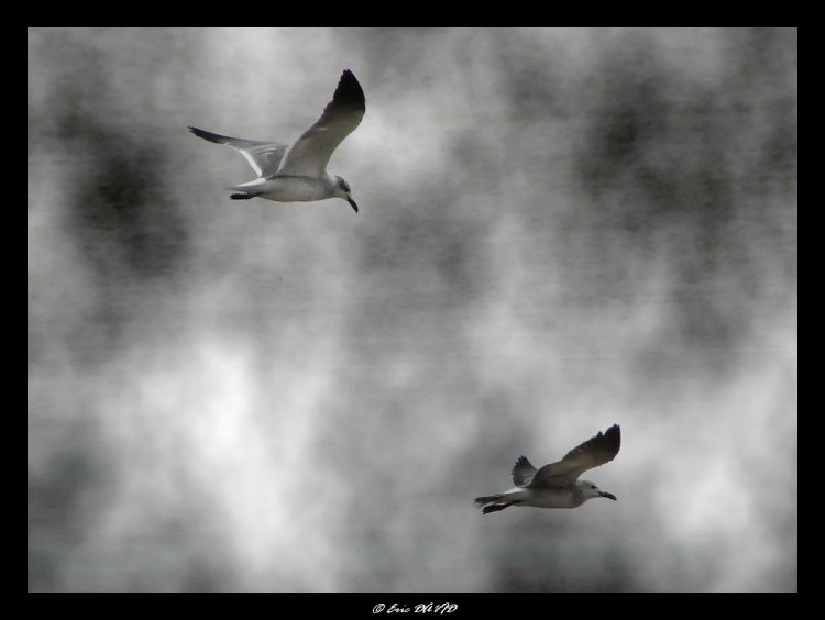 Fonds d'cran Animaux Oiseaux - Mouettes et Golands Mouettes