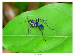 Fonds d'cran Animaux En habit bleu