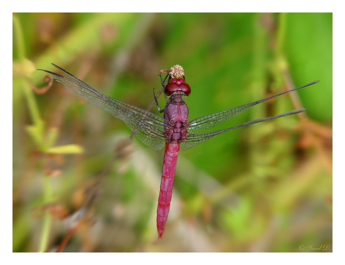 Fonds d'cran Animaux Insectes - Libellules Libellule 2