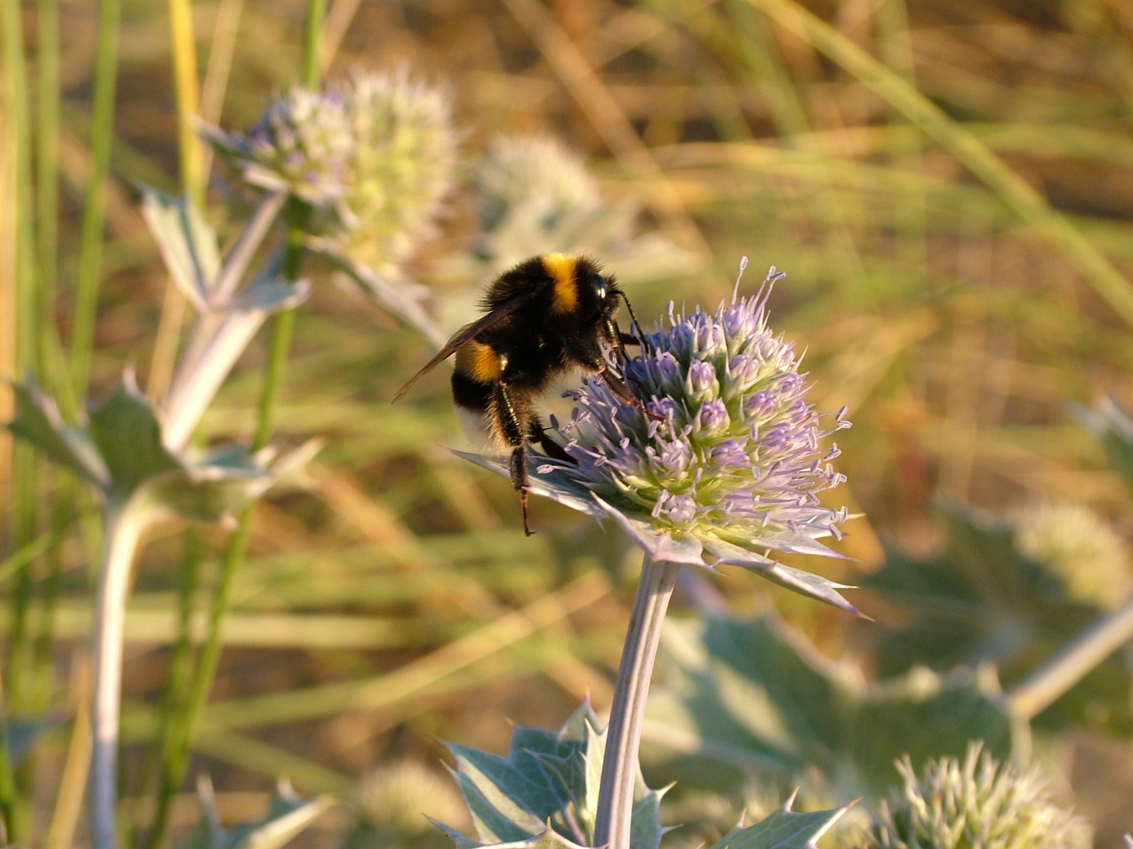 Fonds d'cran Animaux Insectes - Abeilles Gupes ... 