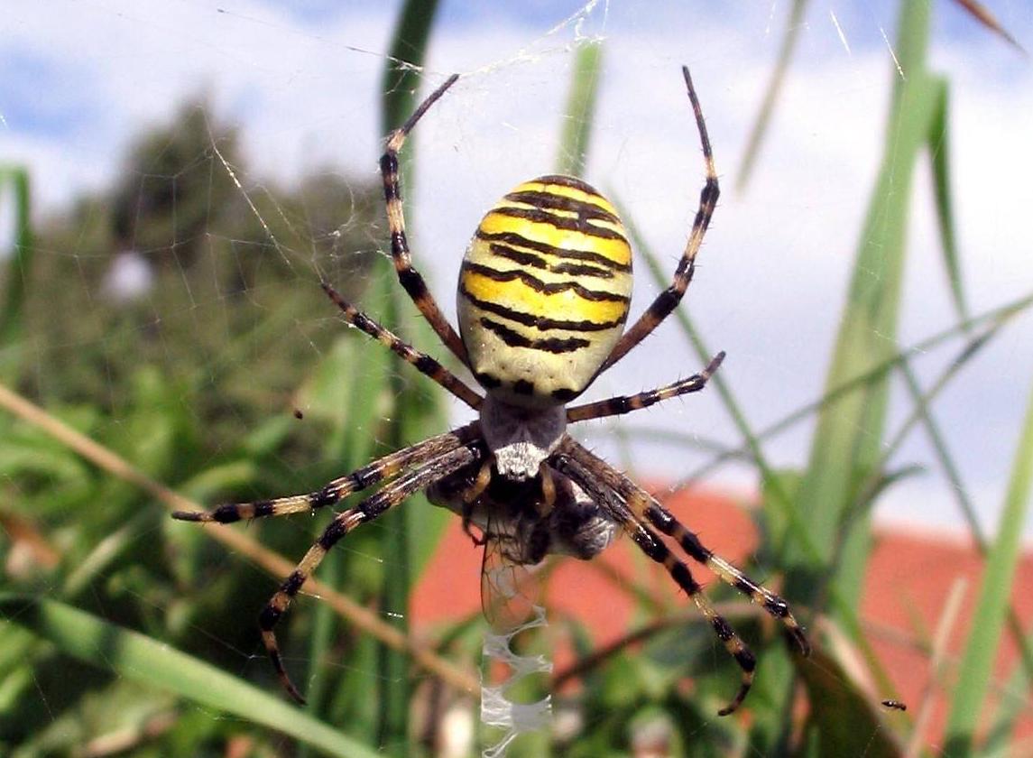 Fonds d'cran Animaux Araignes Mais o est la mouche ?