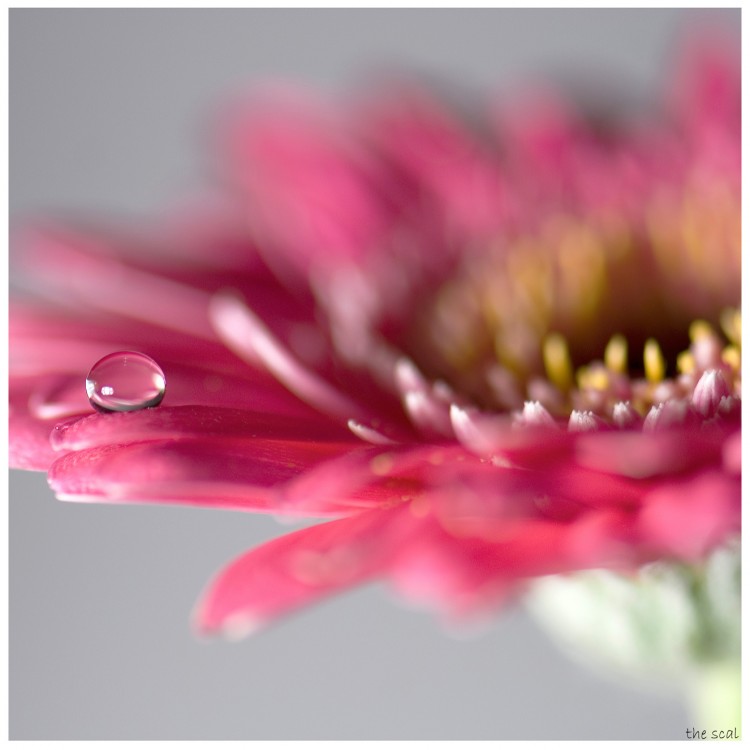 Wallpapers Nature Flowers drop