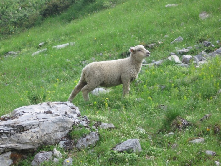 Wallpapers Animals Sheeps le mouton blanc des montagnes