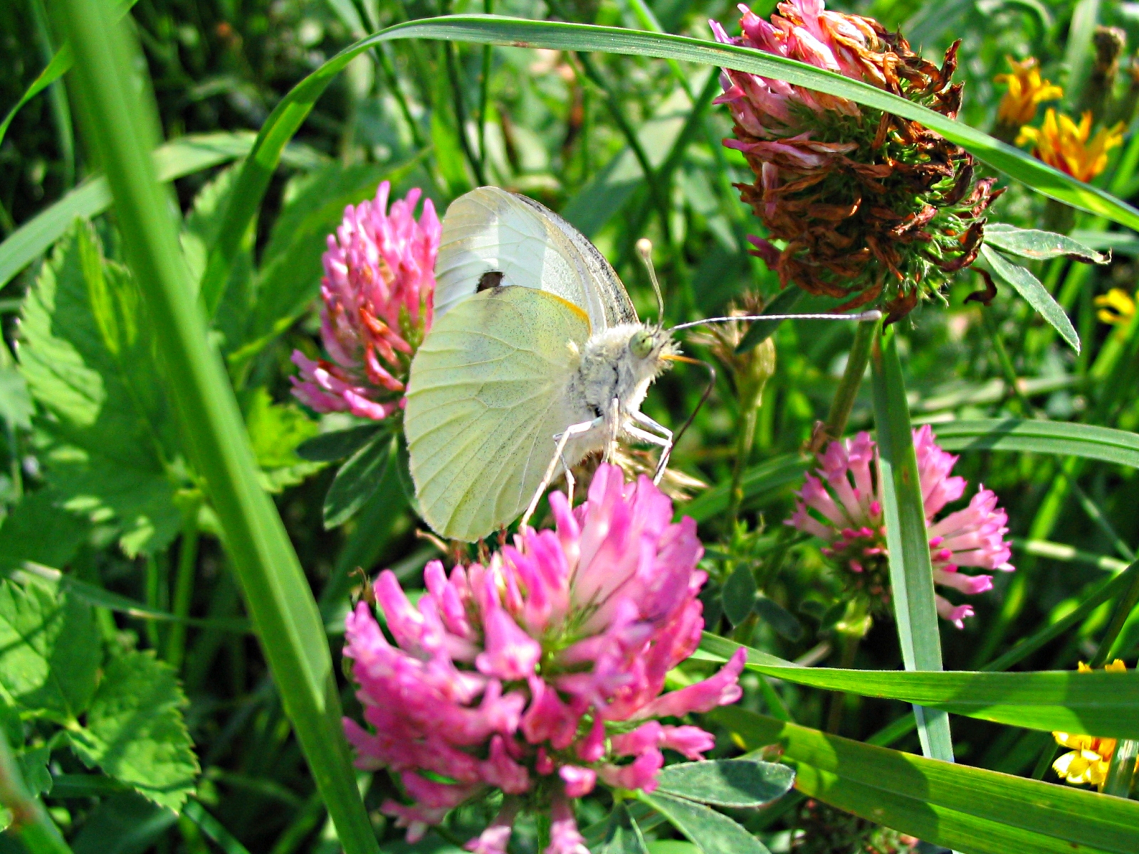 Fonds d'cran Animaux Insectes - Papillons Une fleure sous un papillon!