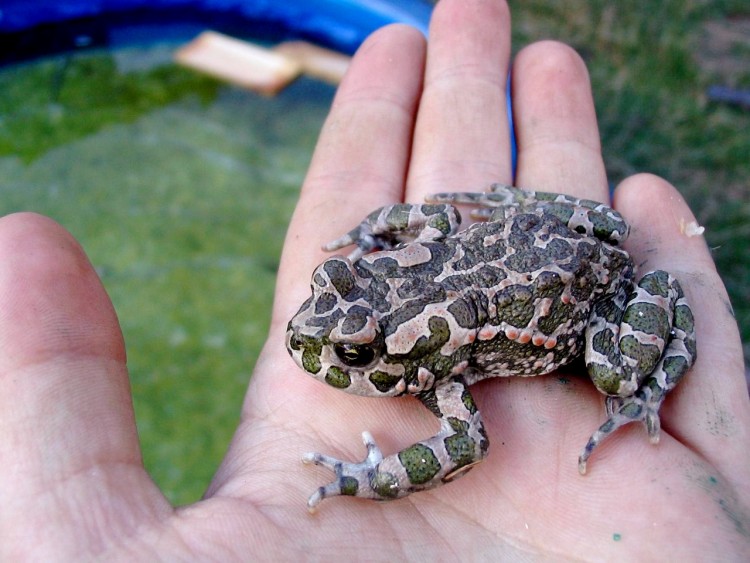 Fonds d'cran Animaux Grenouilles - Crapauds Mon prince !