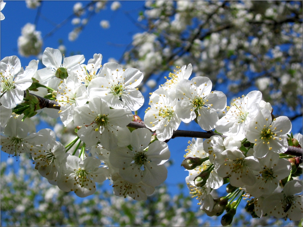 Fonds d'cran Nature Fleurs fleur de printemps