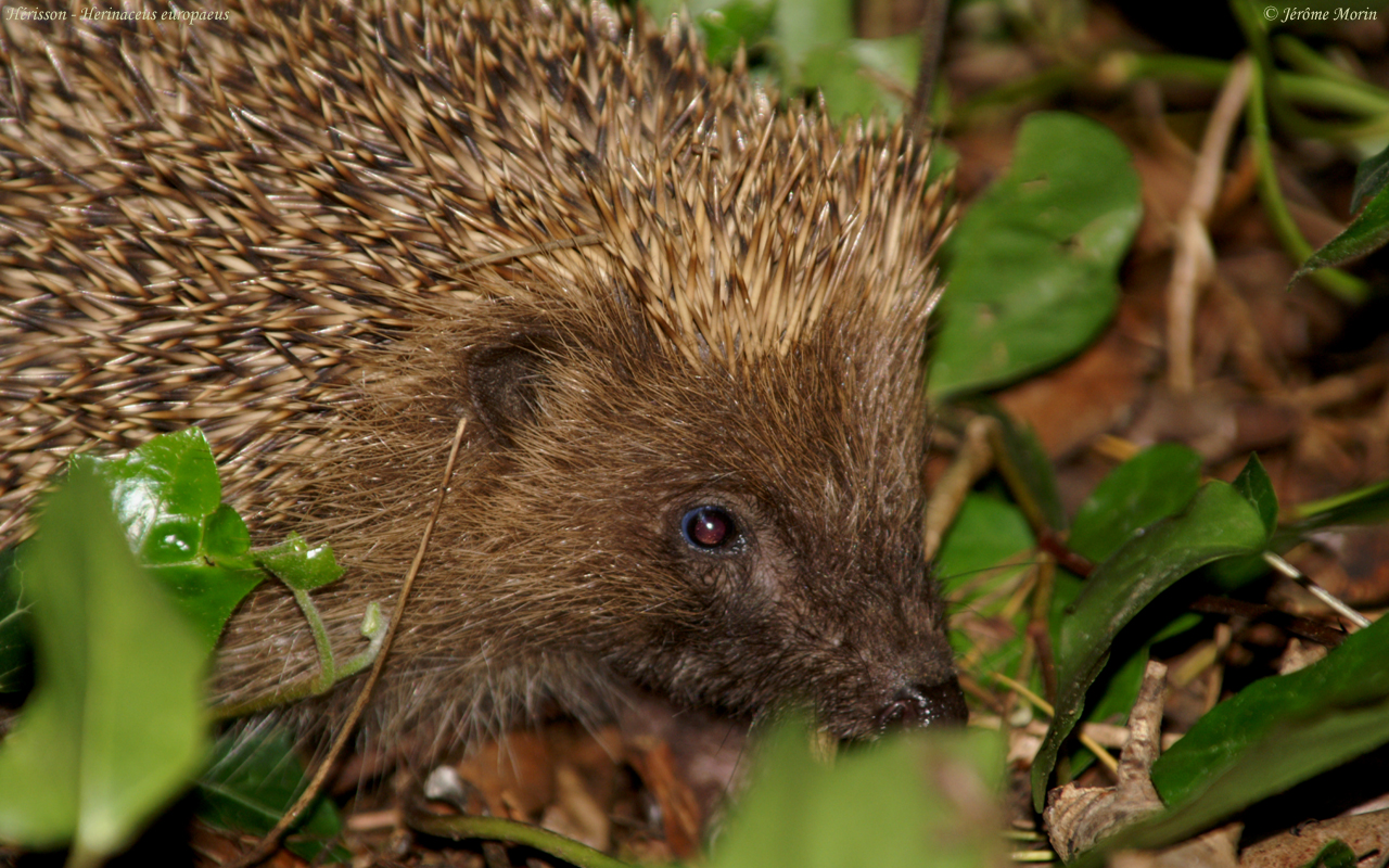 Wallpapers Animals Hedgehogs Hrisson - Herinaceus Europaeus - Photographie de Jrme Morin, Web-ornitho