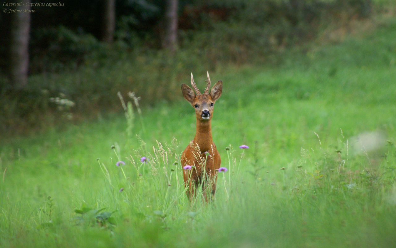 Wallpapers Animals Cervids Fond d'cran Chevreuil - Capreolus capreolus, Photographie de Jrme Morin