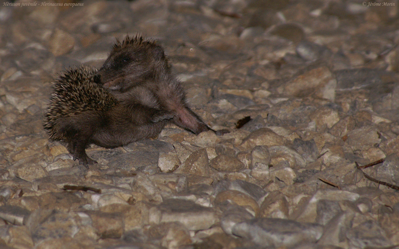 Fonds d'cran Animaux Hrissons Hrisson Juvnile. Herinaceus europaeus, Photographie de Jrme Morin - Web-ornitho