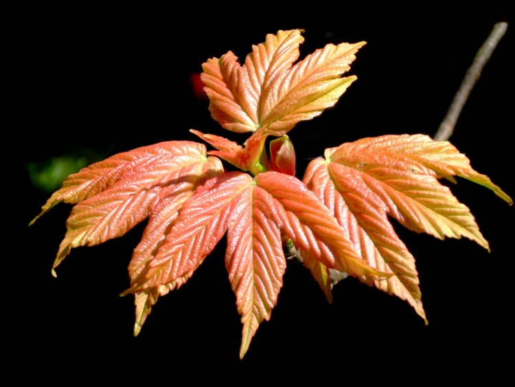 Fonds d'cran Nature Fleurs Feuille d'Erable