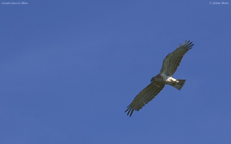 Wallpapers Animals Birds - Raptors Photographie du Circate Jean-Le-Blanc, Cricaetus Gallicus Par Jrme Morin - Web-ornitho