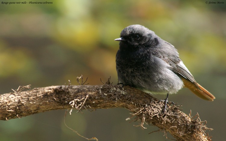 Wallpapers Animals Birds - Misc Rougequeue noir mle, Phoenicurus ochruros, Jrme Morin - Web-ornitho