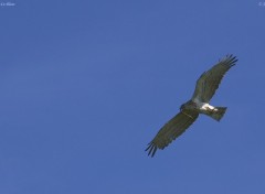 Fonds d'cran Animaux Photographie du Circate Jean-Le-Blanc, Cricaetus Gallicus Par Jrme Morin - Web-ornitho