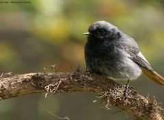 Fonds d'cran Animaux Rougequeue noir mle, Phoenicurus ochruros, Jrme Morin - Web-ornitho