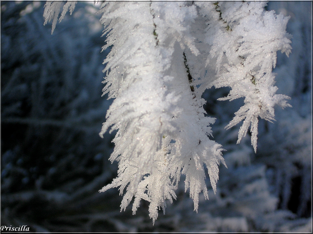 Wallpapers Nature Saisons - Winter Fleur de givre