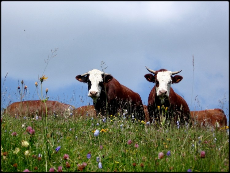 Fonds d'cran Animaux Vaches - Taureaux - Boeufs Wallpaper N195668