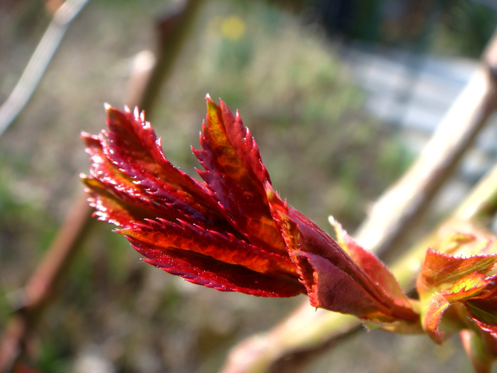 Fonds d'cran Nature Feuilles - Feuillages 