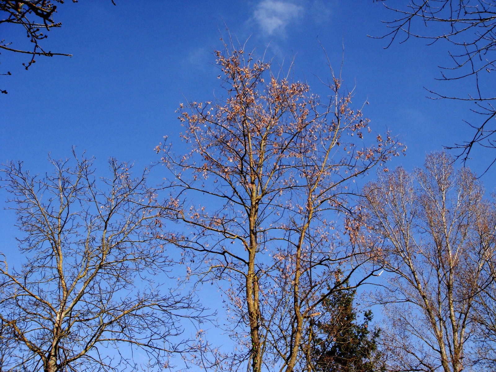 Wallpapers Nature Trees - Forests les 3 arbres