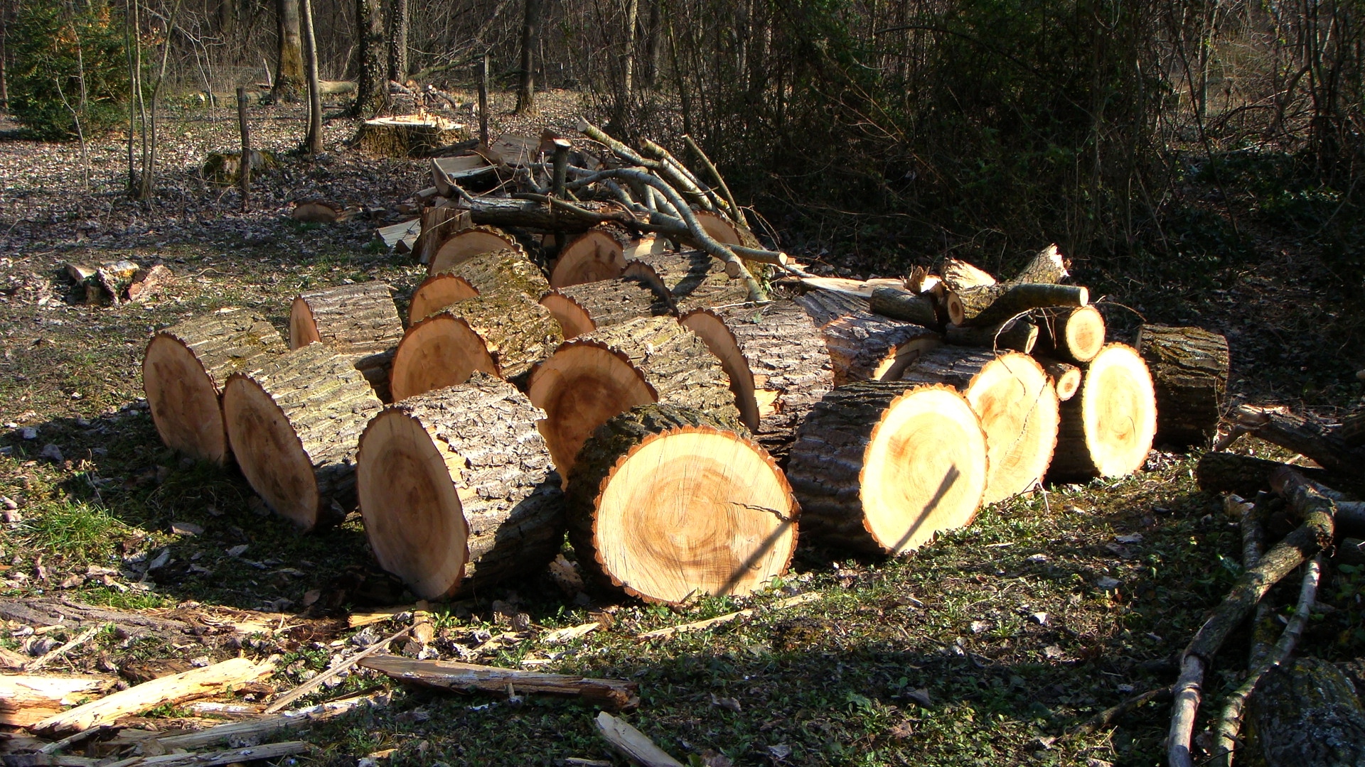 Fonds d'cran Nature Arbres - Forts 