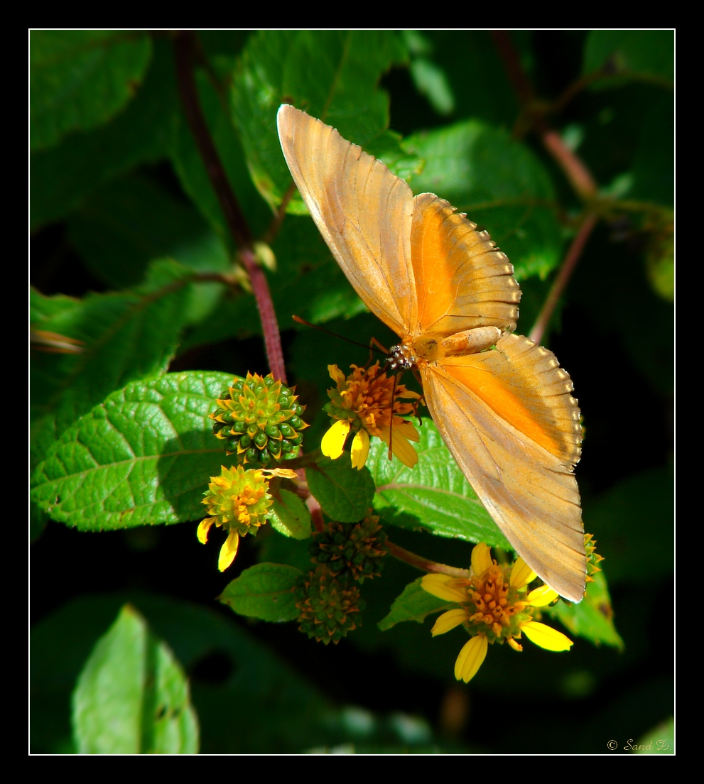 Wallpapers Animals Insects - Butterflies My Butterfly's Dream