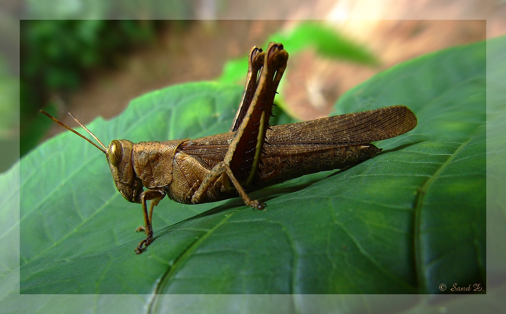 Fonds d'cran Animaux Insectes - Criquets Jiminy