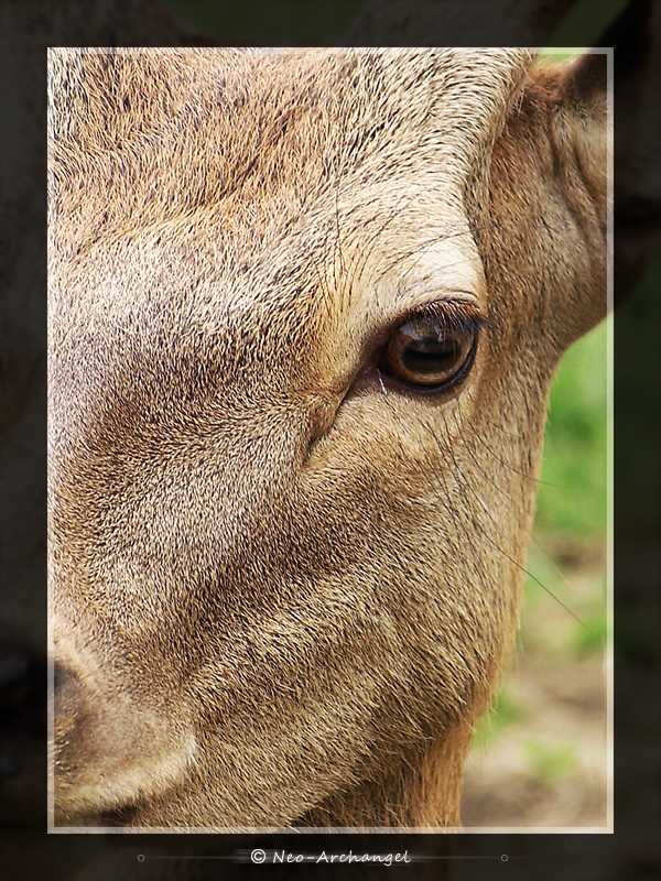 Wallpapers Animals Cervids Biche