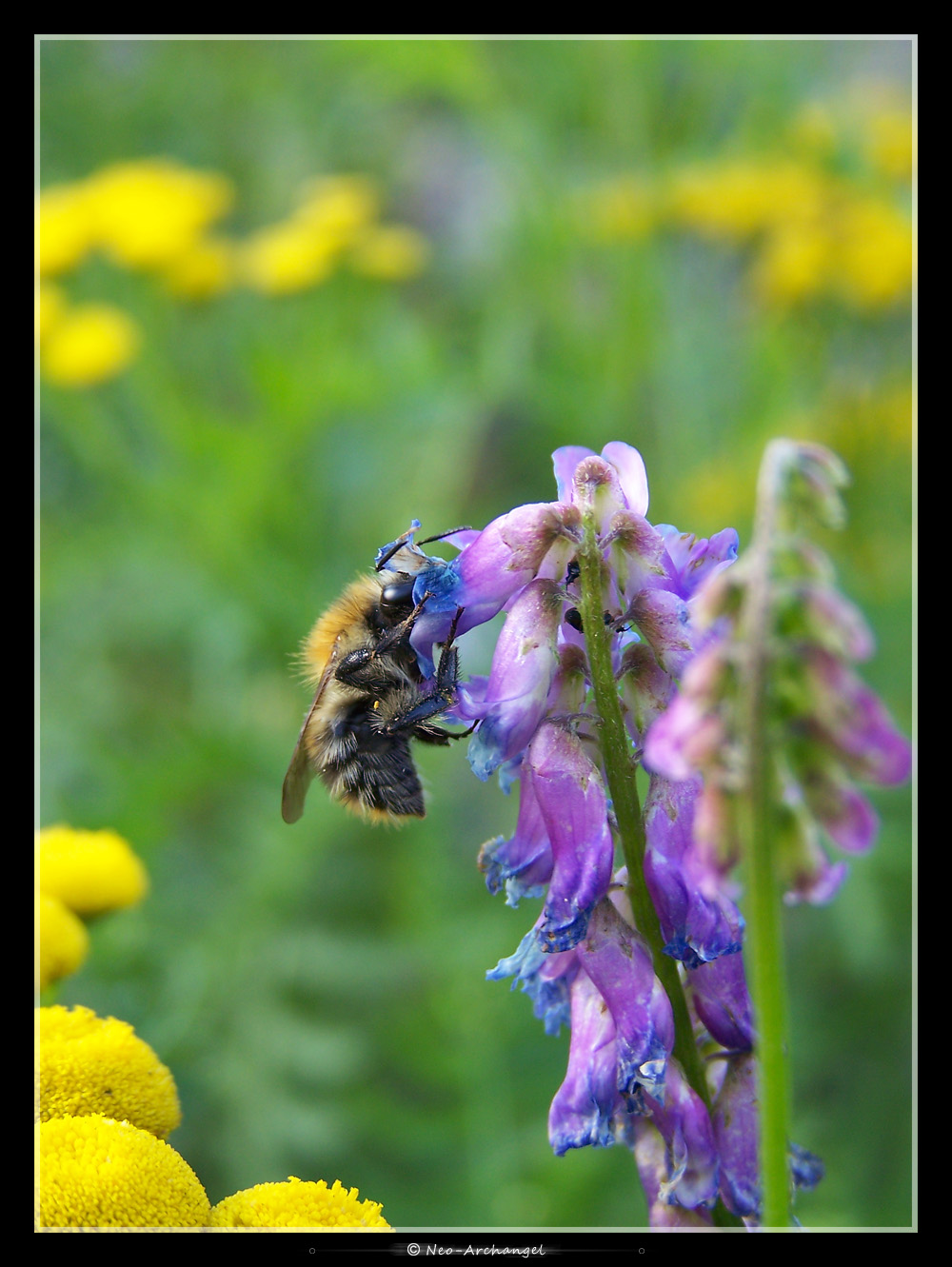 Fonds d'cran Animaux Insectes - Divers Rgale