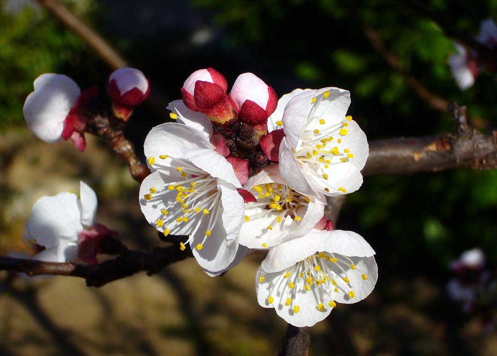 Wallpapers Nature Flowers Abricotier