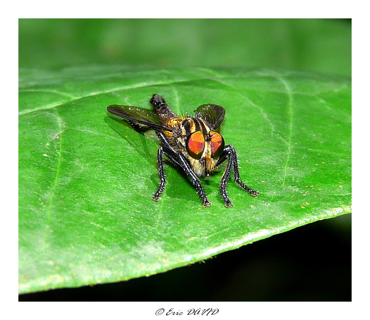 Fonds d'cran Animaux Insectes - Mouches Mouche