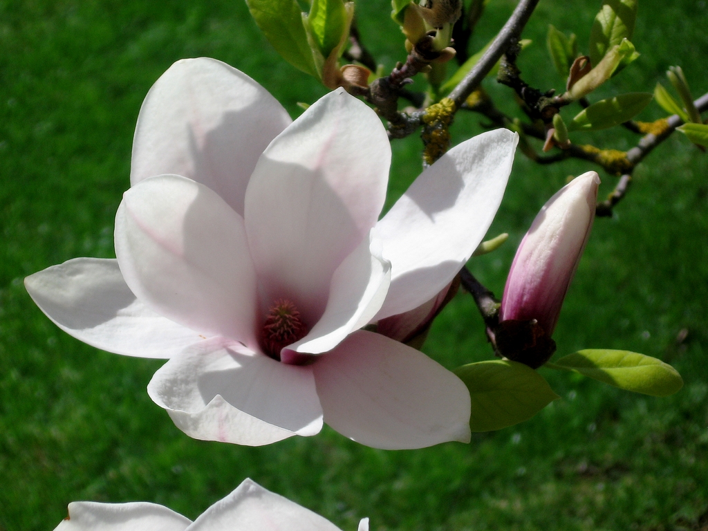 Wallpapers Nature Flowers Magnolia