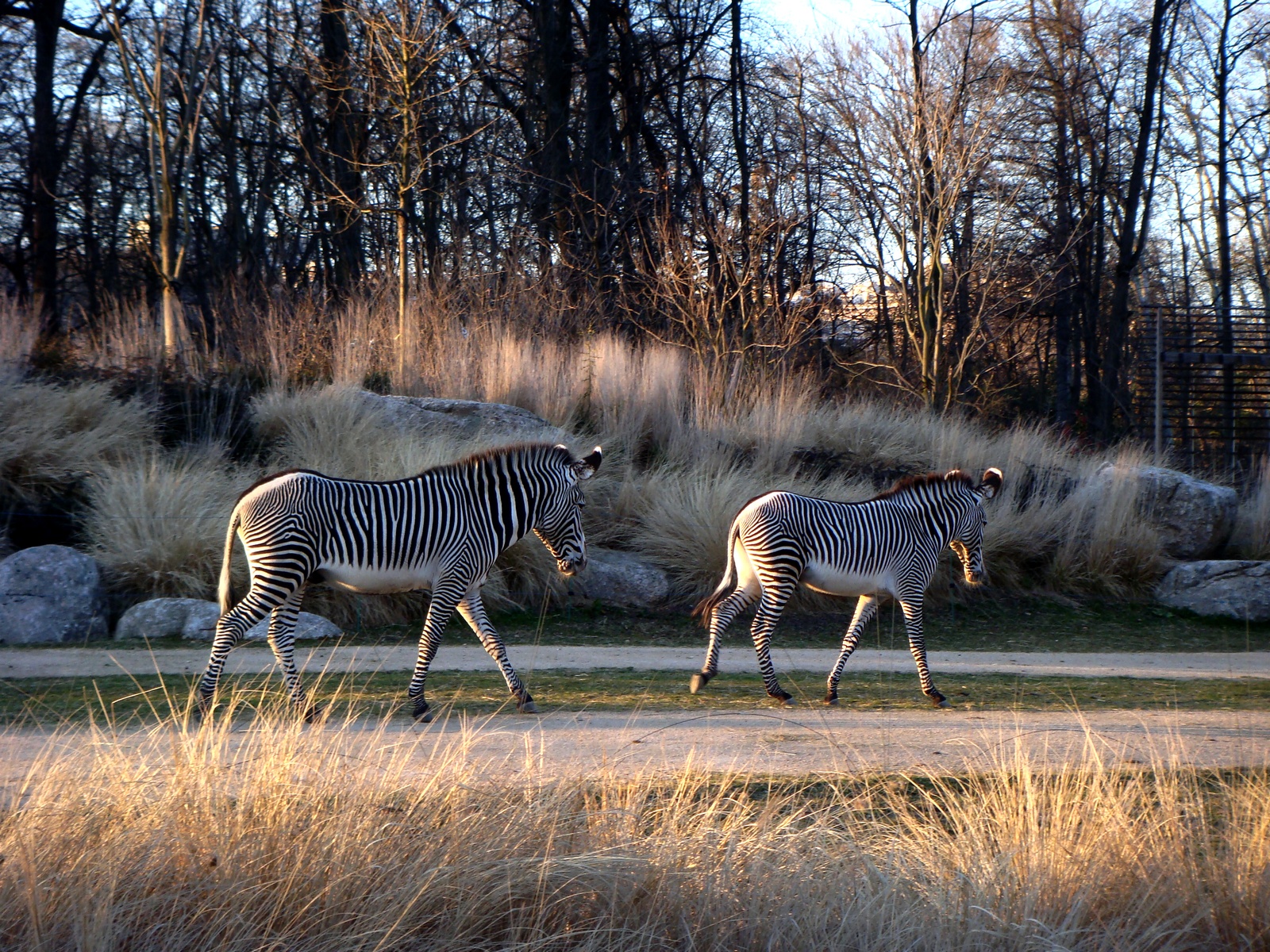 Fonds d'cran Animaux Zbres Zbres