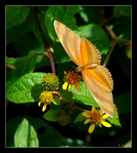 Fonds d'cran Animaux Insectes - Papillons My Butterfly's Dream