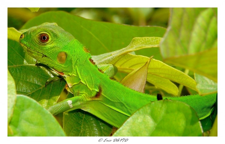 Wallpapers Animals Lizards - Iguanas Iguane