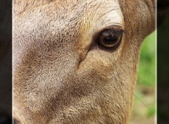 Fonds d'cran Animaux Biche