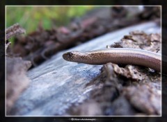 Fonds d'cran Animaux De passage et puis s'en va