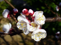 Fonds d'cran Nature Abricotier