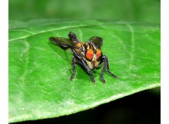 Fonds d'cran Animaux Mouche