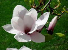 Fonds d'cran Nature Magnolia